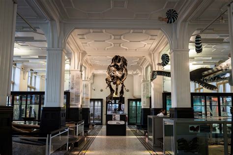  The Manchester Museum: Ein Paradies für Naturliebhaber und Geschichtsinteressierte!