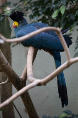 Vogelparadies Ueno: Ein tropisches Juwel mitten im Herzen von Tokio!